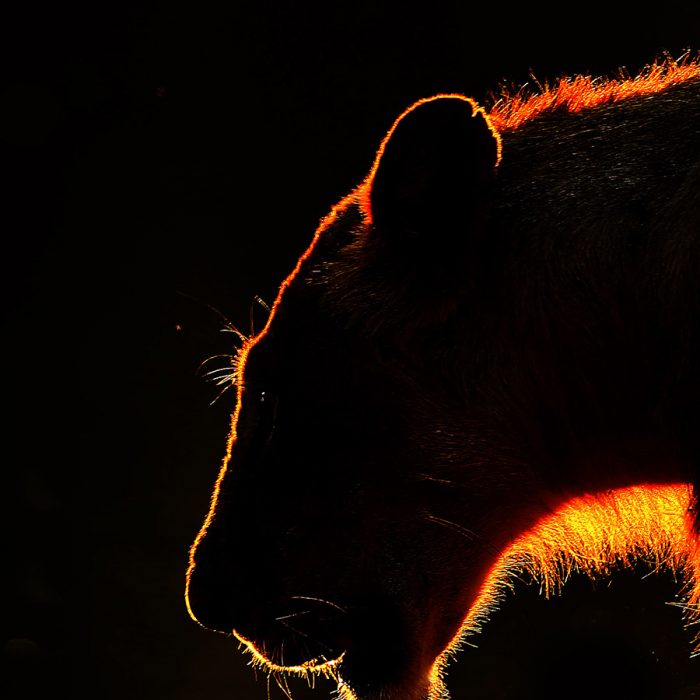 Lion at Sunset