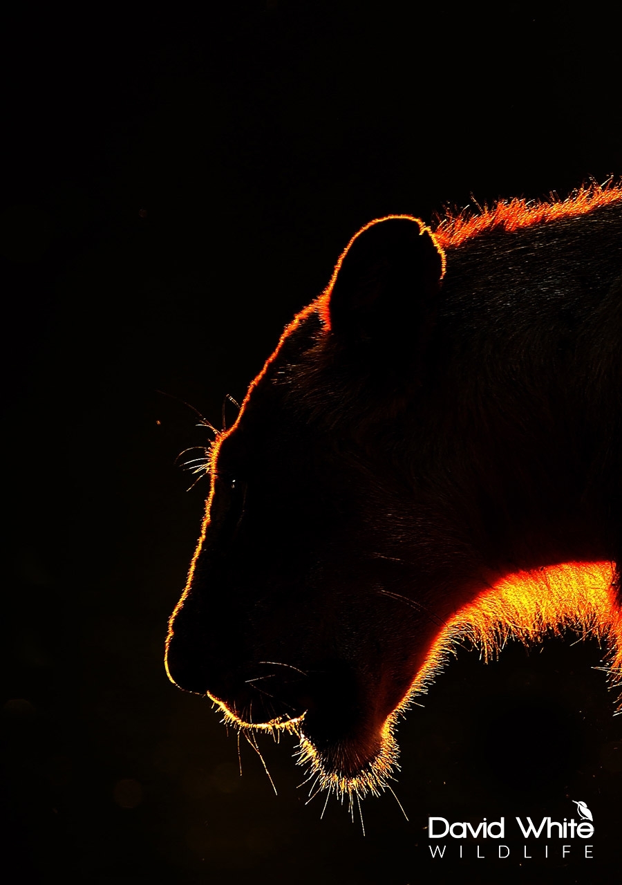 Lion at Sunset