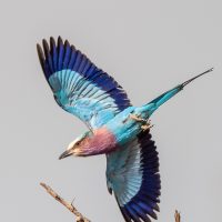 Lilac-breasted Roller