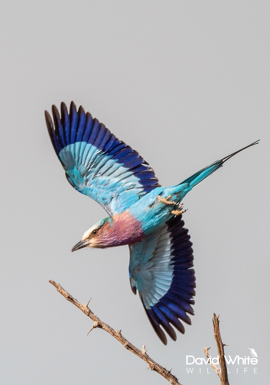 Lilac-breasted Roller