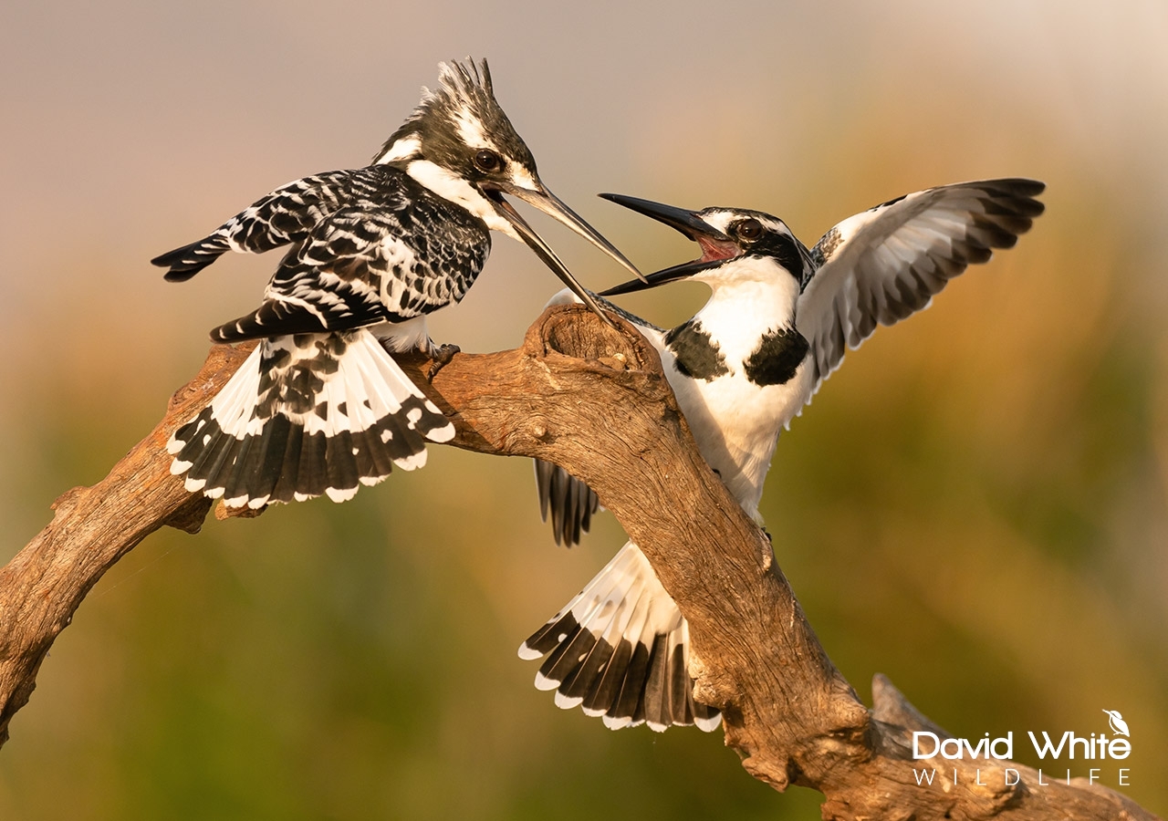 Pied Kingfishers Fighting