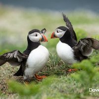 Puffins on Skomer (prt 2)