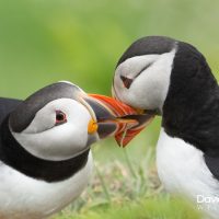 Puffins Greeting Each Other