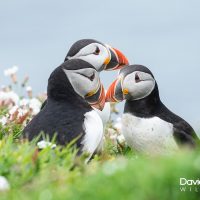 Puffins on Skomer