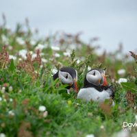 Puffins Hiding Amongst the Sea Pink (prt 2)