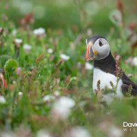 Puffins Hiding Amongst the Sea Pink