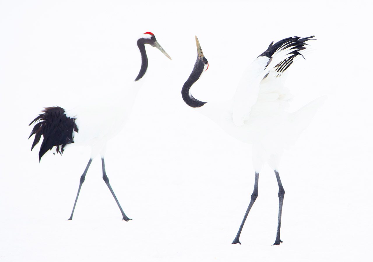 Red Crowned Cranes Displaying