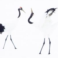 Red Crowned Cranes Displaying