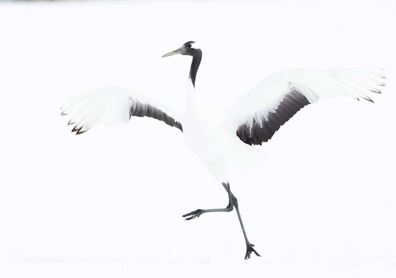 Red Crowned Crane Displaying