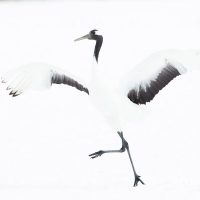 Red Crowned Crane Displaying