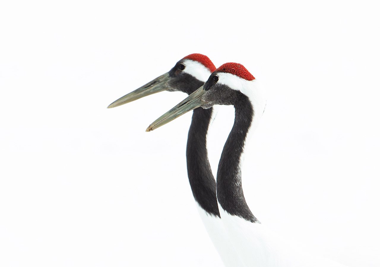 Red Crowned Crane Headshot