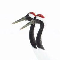 Red Crowned Crane Headshot