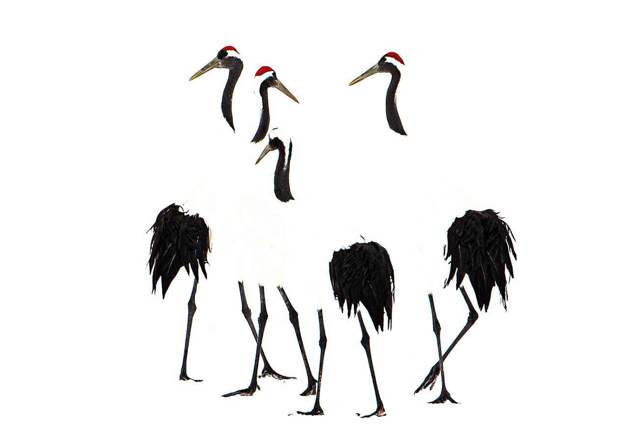 Red Crowned Cranes