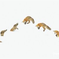 Red Fox Hunting for Voles