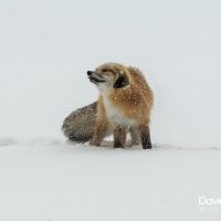 Red Fox Shaking the Snow Off