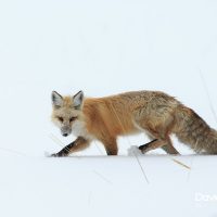 Prowling in the Snow