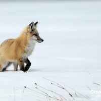 Red Fox in the Snow