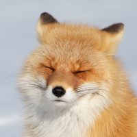 Smiling Red Fox