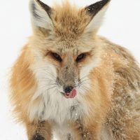 Red Fox Portrait