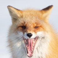 Yawning Red Fox