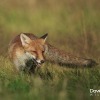 Red Fox Stalking