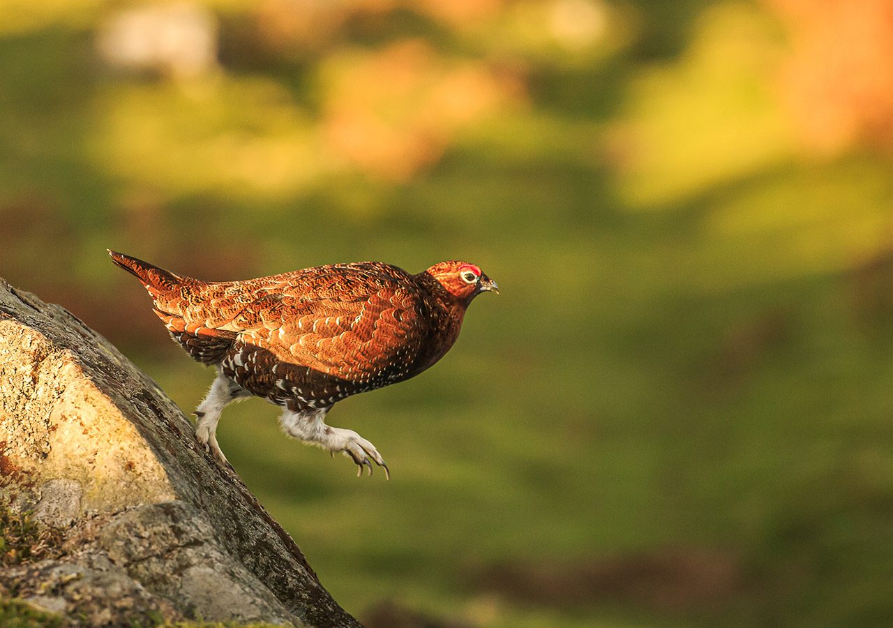 Red Grouse Stepping Out