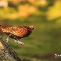 Red Grouse Stepping Out