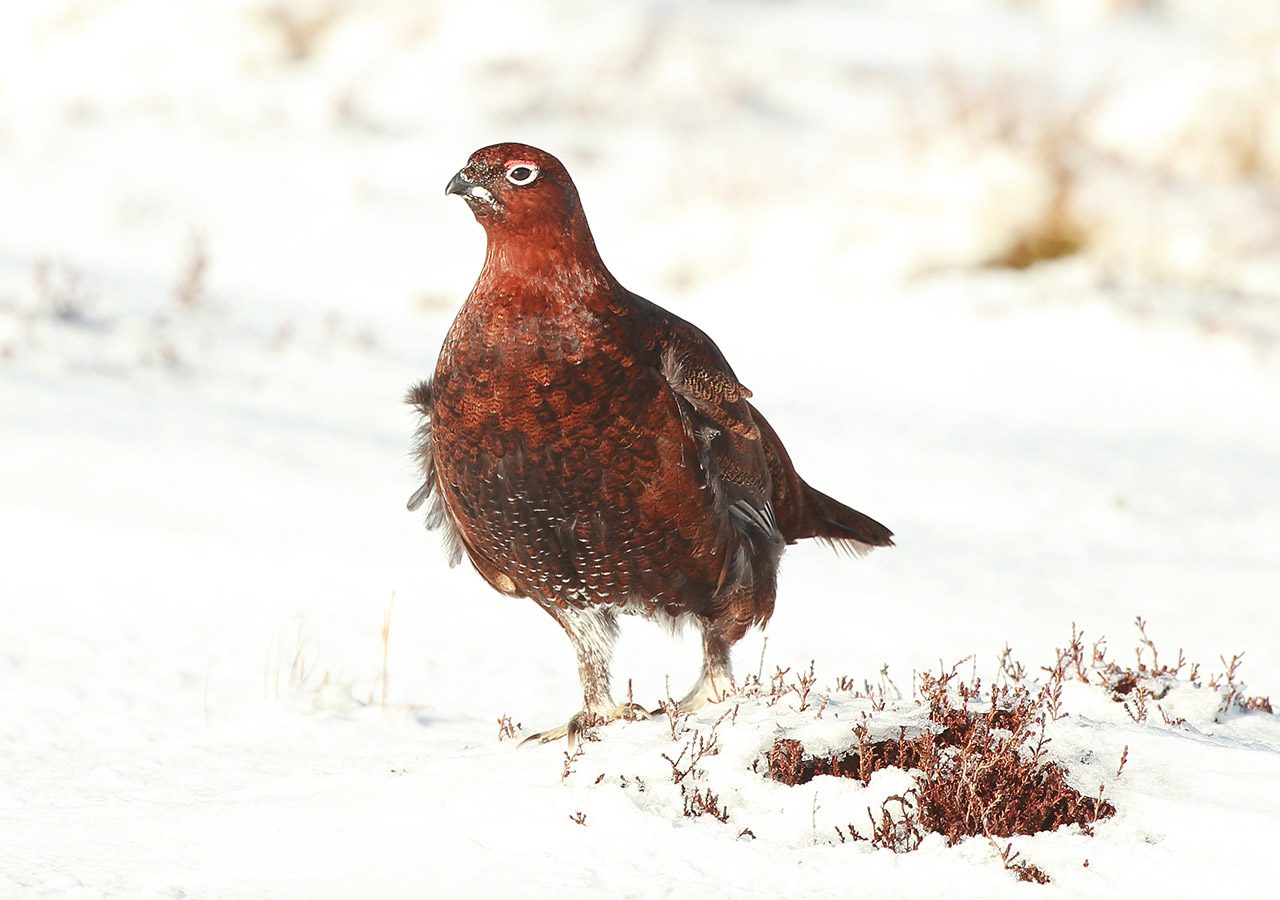 Red Grouse in Snow