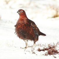 Red Grouse in Snow