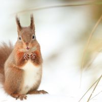 Red Squirrel in the Snow