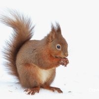 Red Squirrel