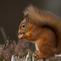 Red Squirrel in the Heather