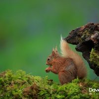 Red Squirrel on the Forest Floor