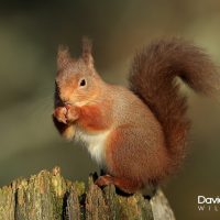 Red Squirrel Perched on a Tree Stump