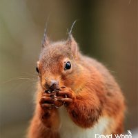 Red Squirrel Close Up