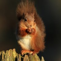 Perched on a Tree Stump