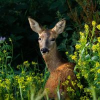 Roe Deer Doe