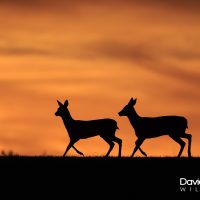 Roe Deer in the Sunset