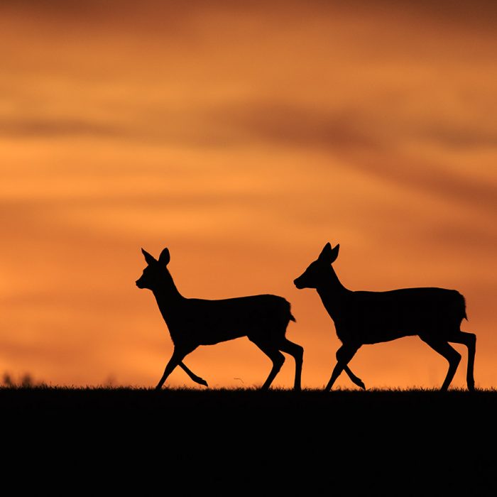 Roe Deer in the Sunset