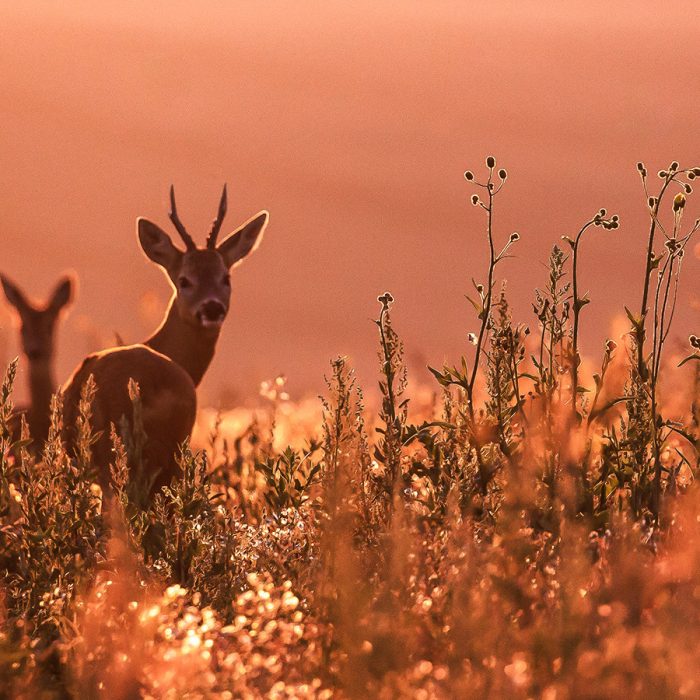 Roe Deer on the Downs