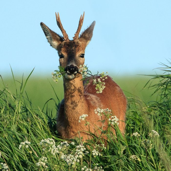 Roe Deer Eating Cow Parsley