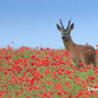 Roe Deer in the Poppies