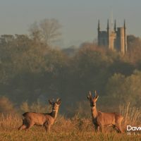 Roe Deer and Avebury Church