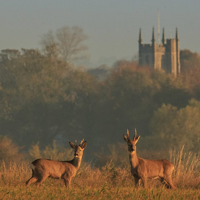 Roe Deer and Avebury Church