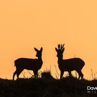 Roe Deer in the Sunset (prt 2)