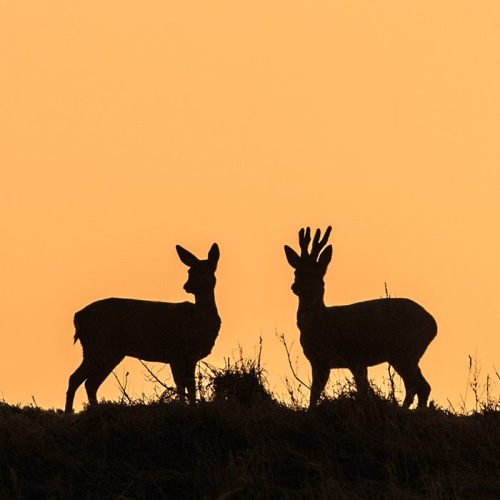 Roe Deer in the Sunset (prt 2)