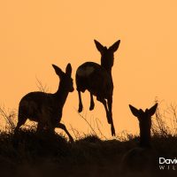 Roe Deer in the Sunset (prt 3)