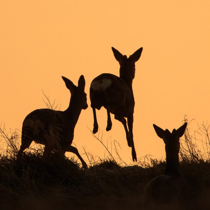 Roe Deer in the Sunset (prt 3)