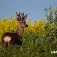 Roe Deer in the Rapeseed