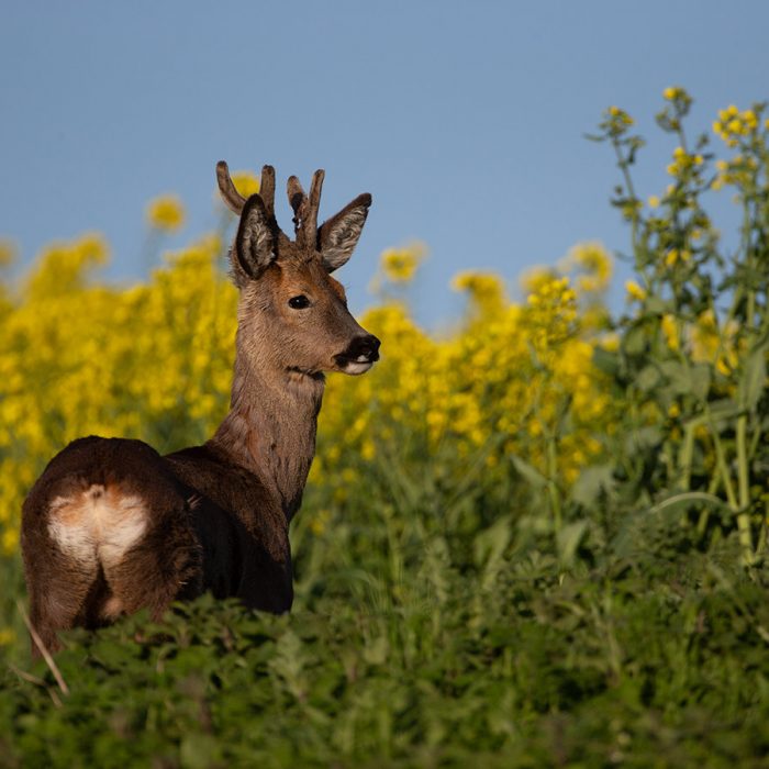 Roe Deer in the Rapeseed